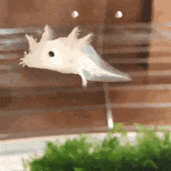 axolotl gifcen icegif