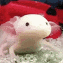 Funny Axolotl Gif Animated