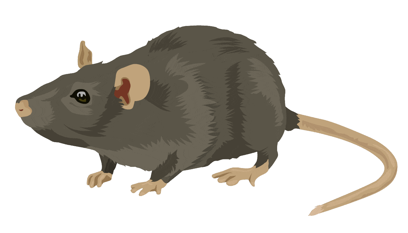 Rat Gif 8 