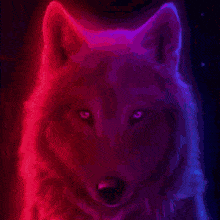 Wolf GIF  Gfycat